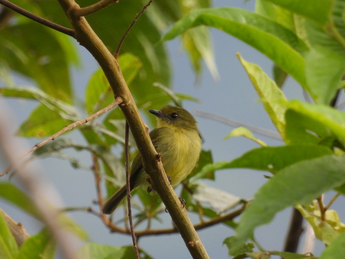 Olive-faced Flatbill - ML613286604