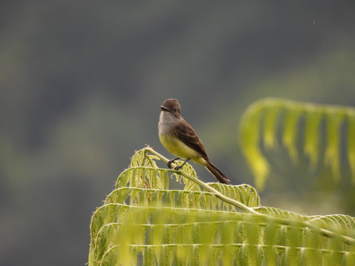 Short-crested Flycatcher - Yehimi Astrid Fajardo Cárdenas