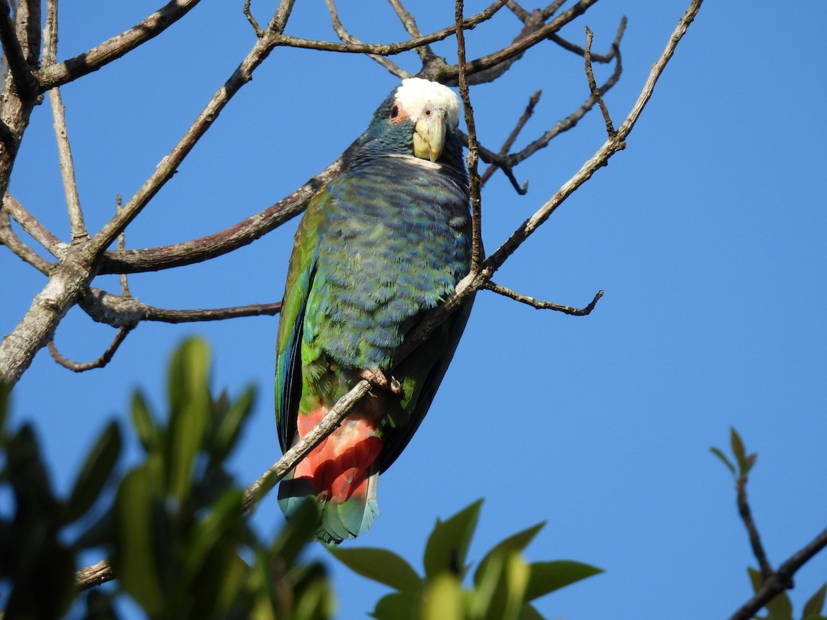 White-crowned Parrot - ML613286618