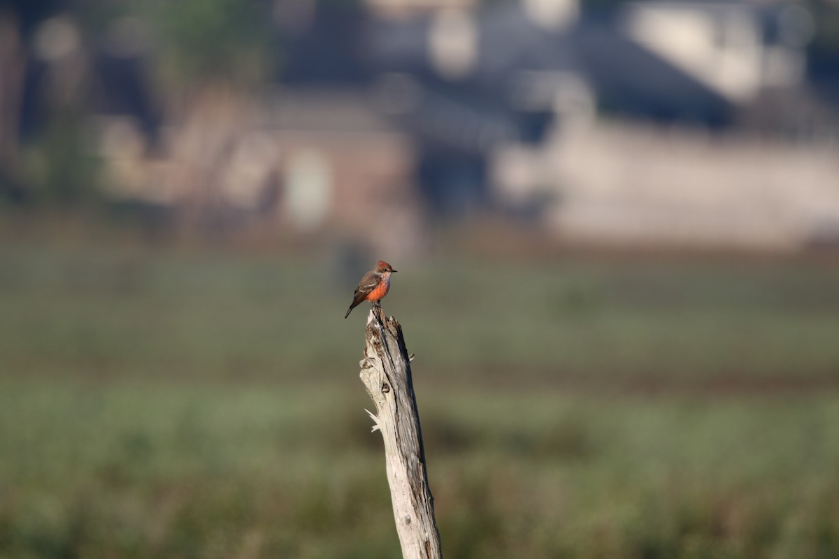 Vermilion Flycatcher - ML613286627