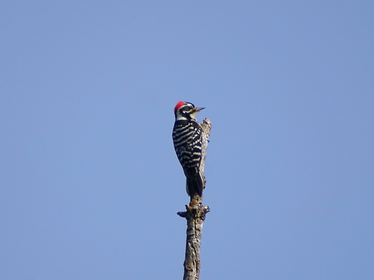 Nuttall's Woodpecker - ML613286632
