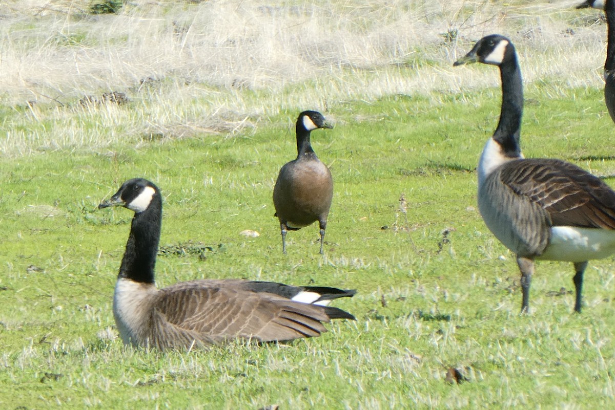 Cackling Goose (minima) - Steve Summers