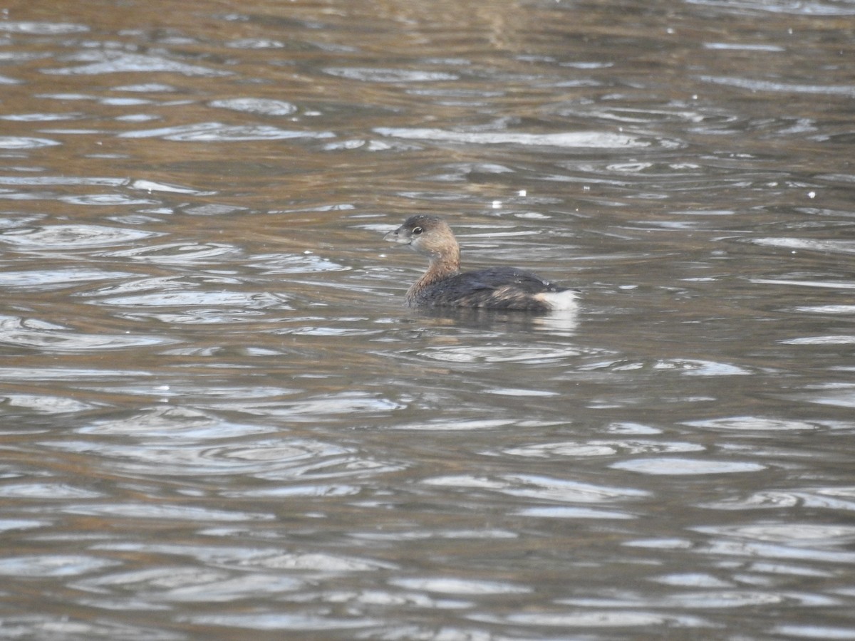 Pied-billed Grebe - ML613286678