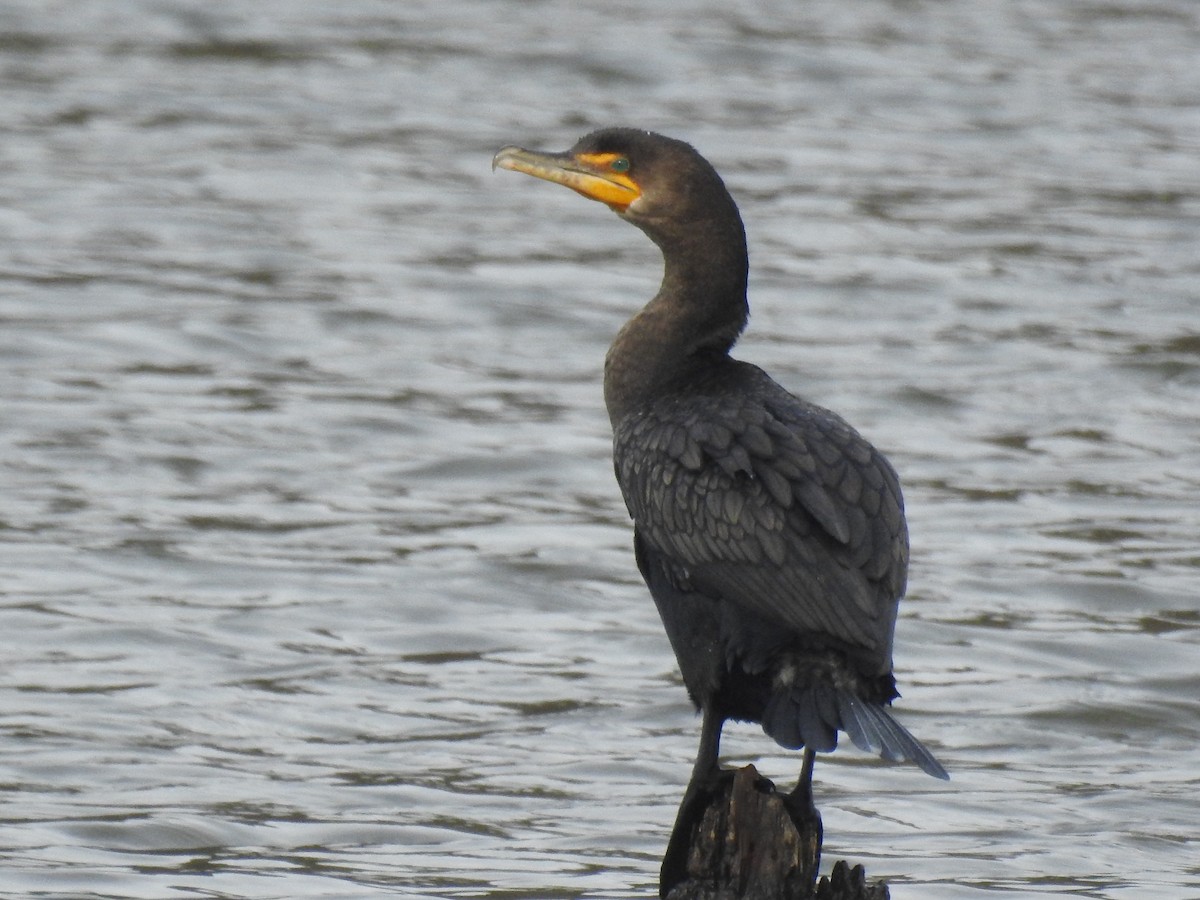 Double-crested Cormorant - ML613286679