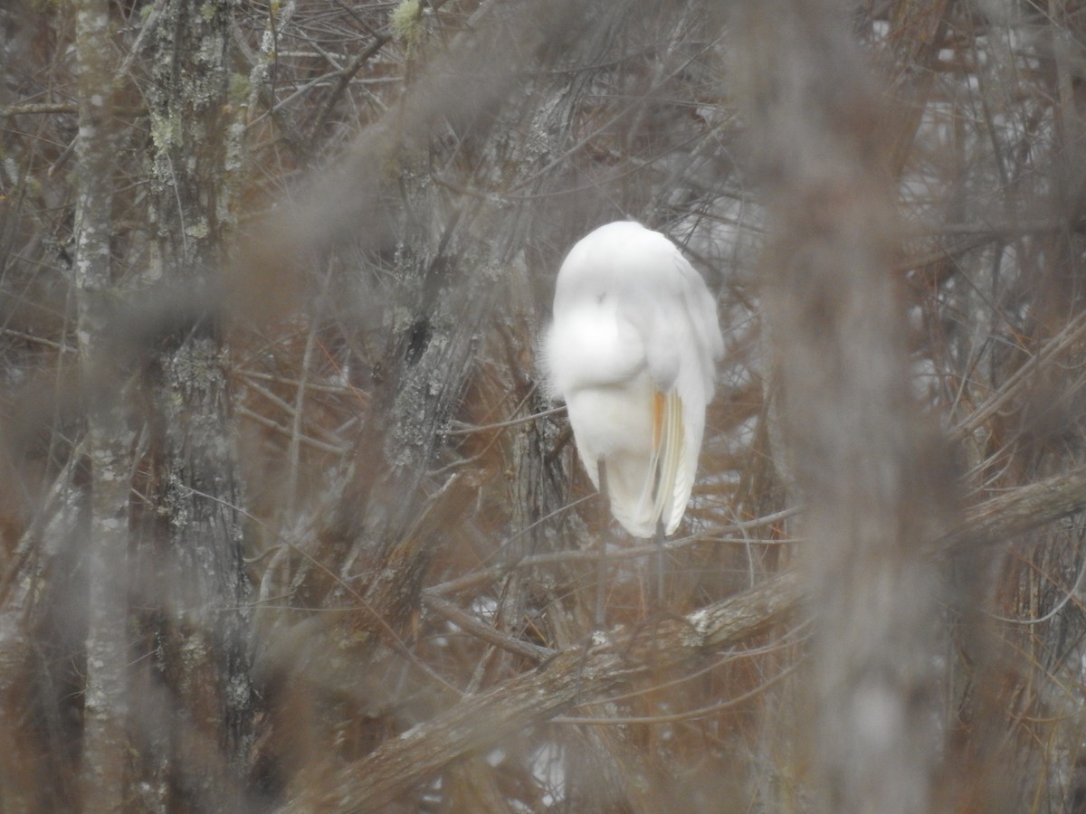 Great Egret - ML613286683