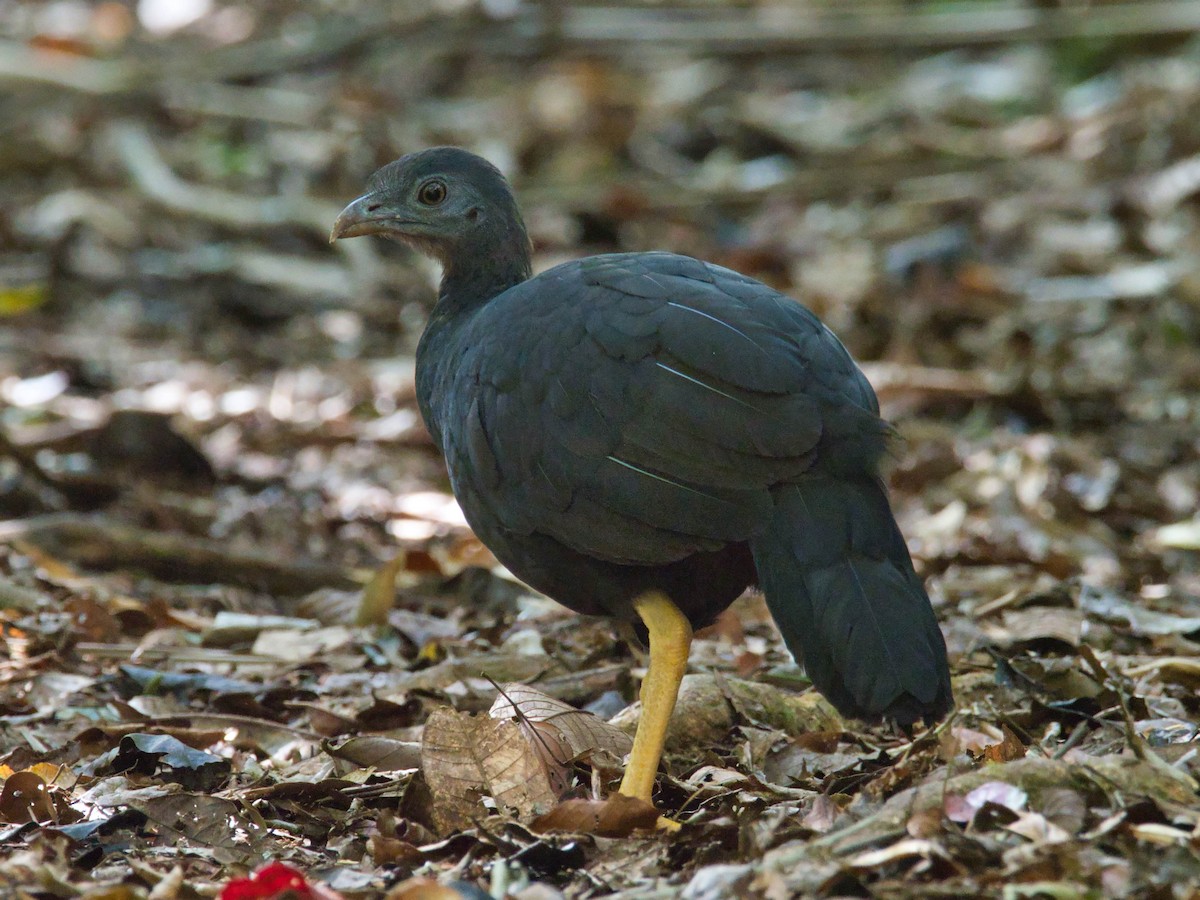 Schwarzschnabel-Buschhuhn - ML613286695