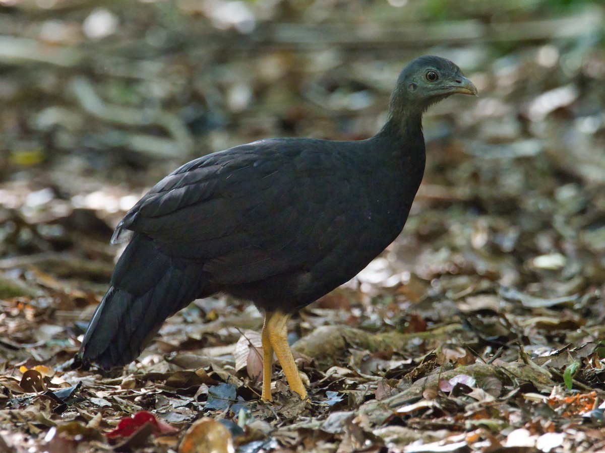 Yellow-legged Brushturkey - ML613286696