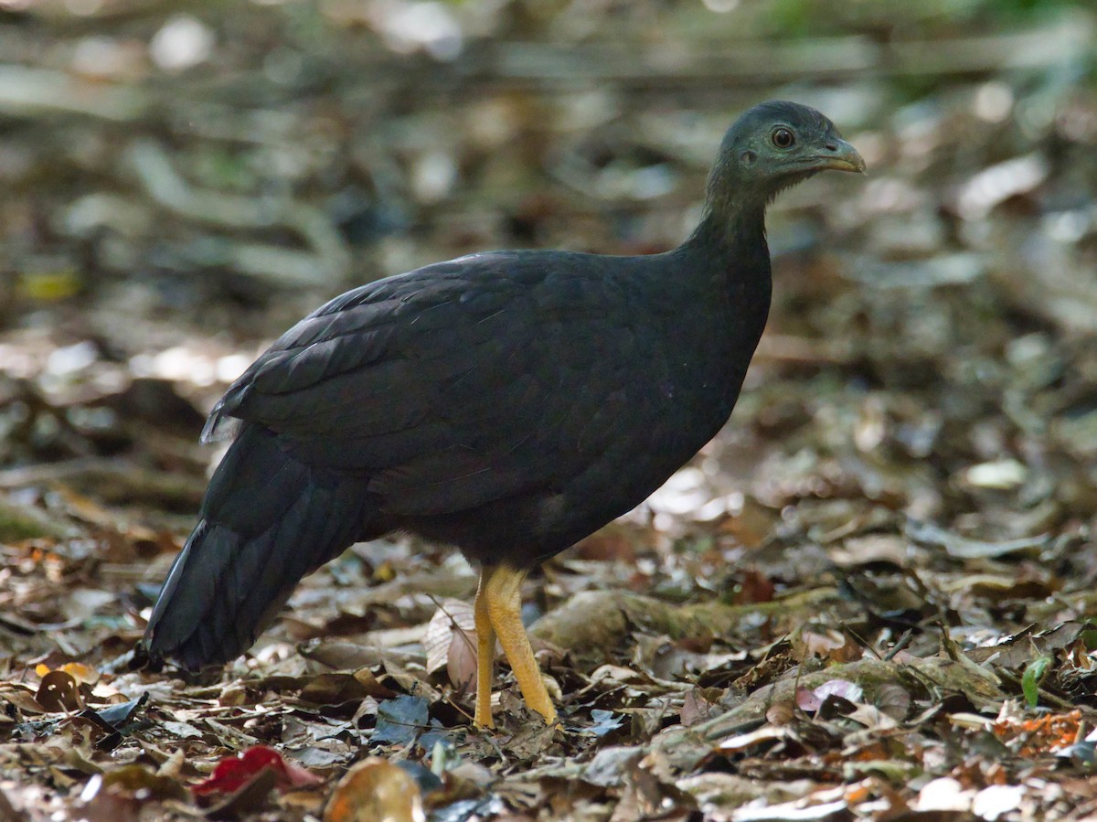 Yellow-legged Brushturkey - ML613286696