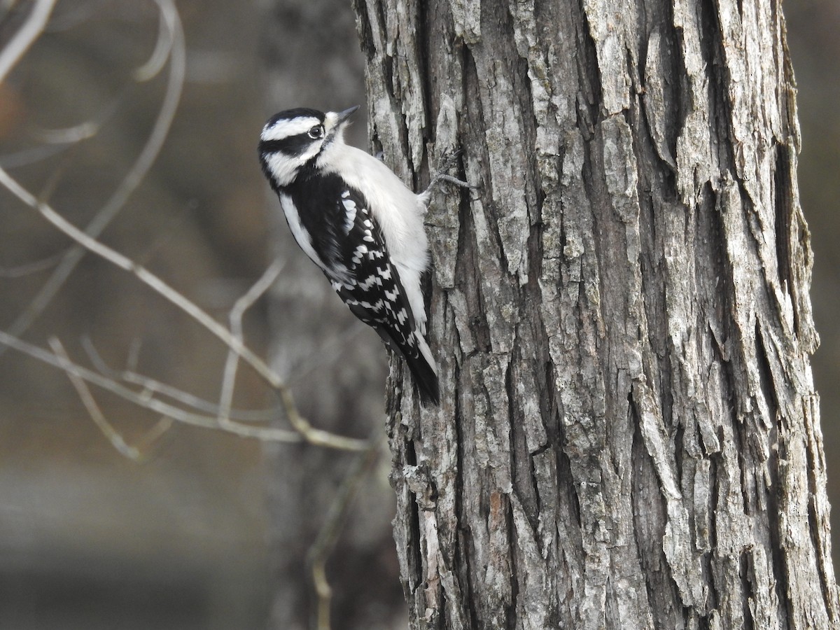 Downy Woodpecker (Eastern) - ML613286697
