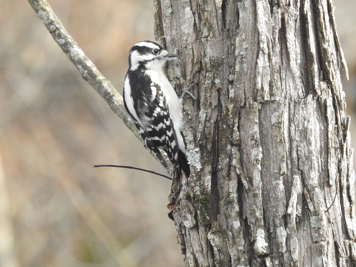 Downy Woodpecker (Eastern) - ML613286700