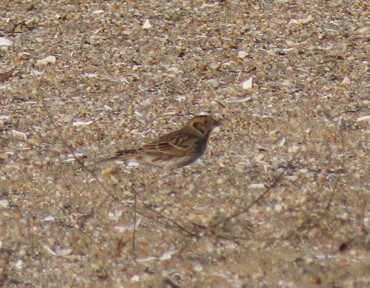 Lapland Longspur - ML613286825