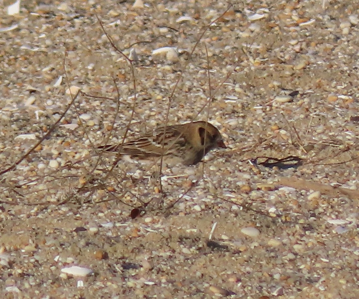 Lapland Longspur - ML613286827