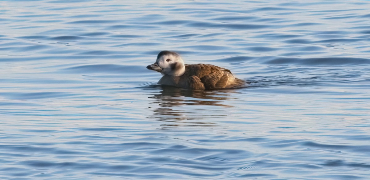Long-tailed Duck - ML613286836