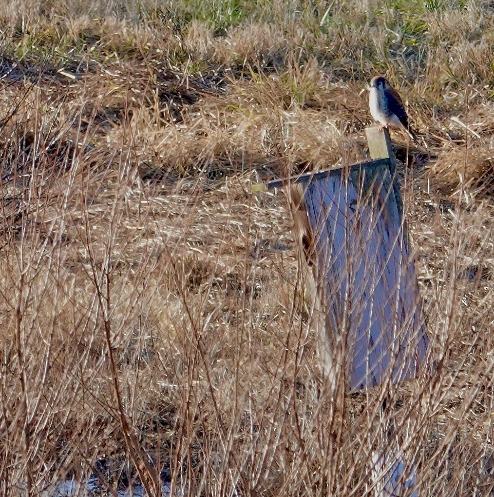 アメリカチョウゲンボウ - ML613286864