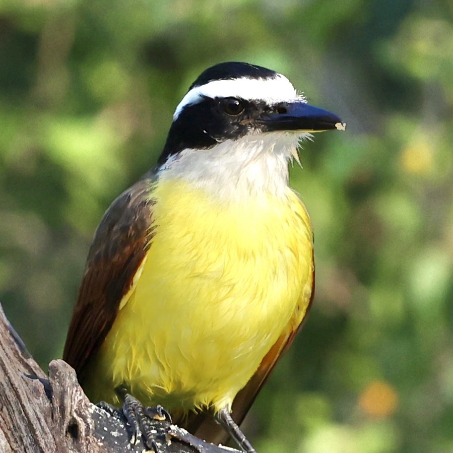 Great Kiskadee - Gino Ellison