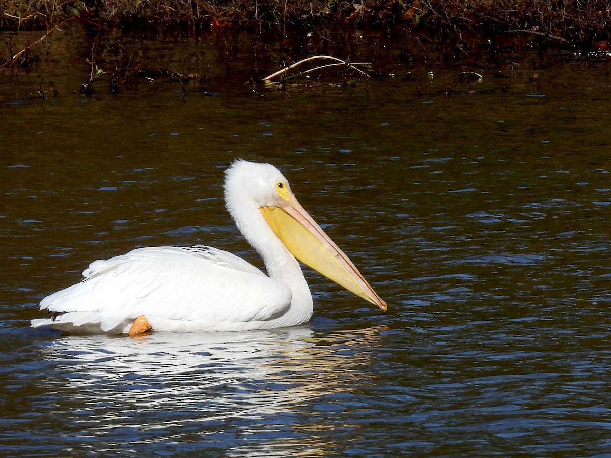 American White Pelican - ML613286929