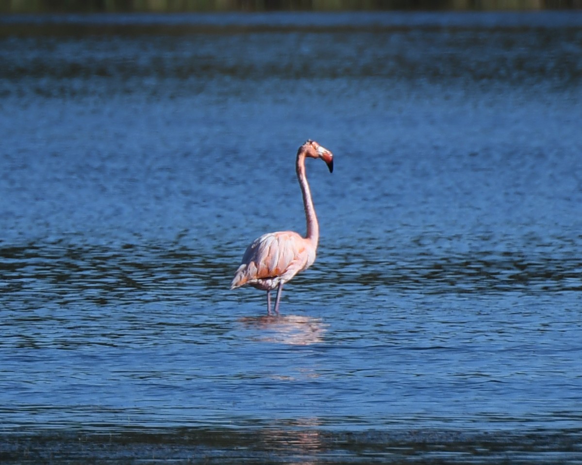American Flamingo - ML613287041