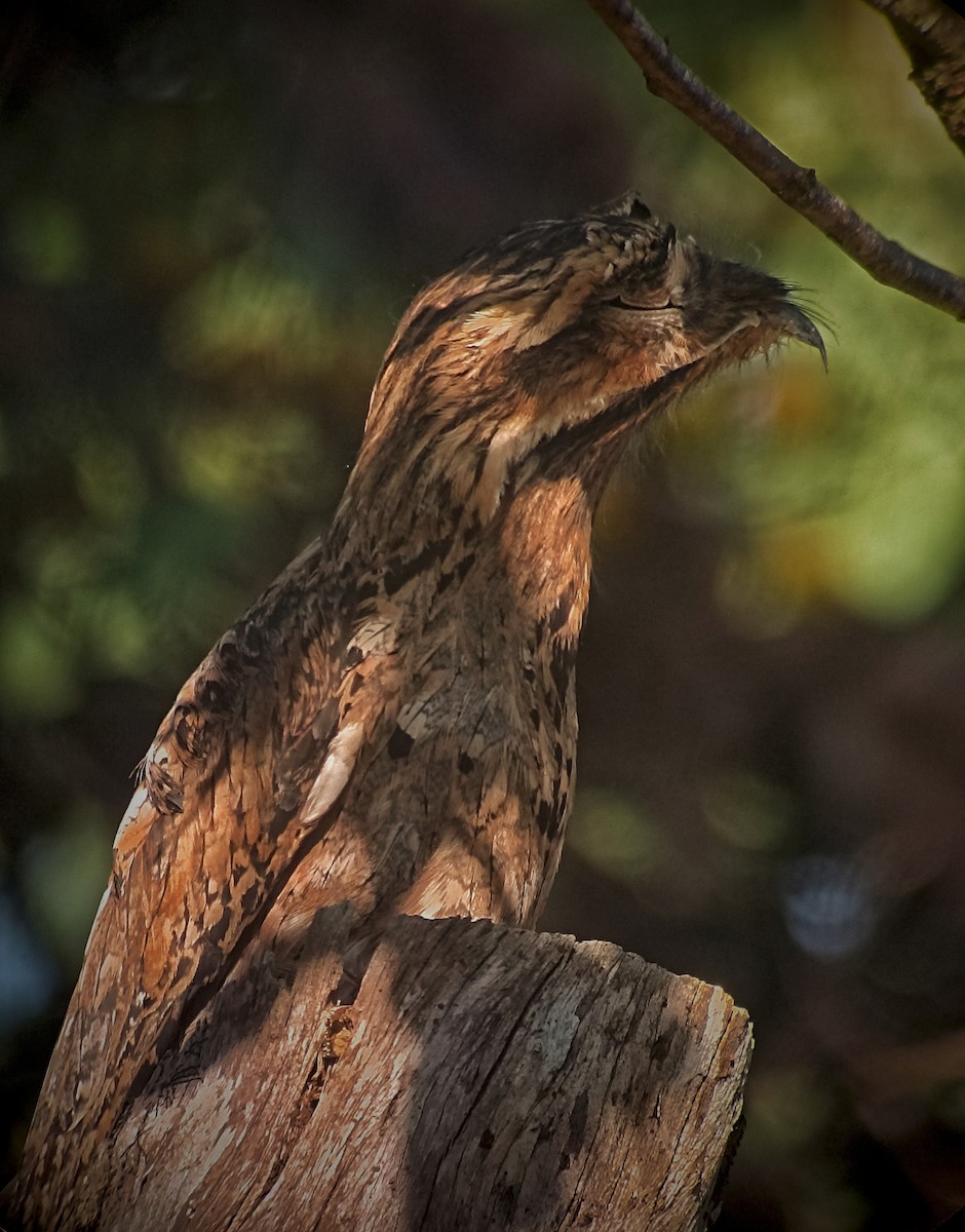 Common Potoo - ML613287075