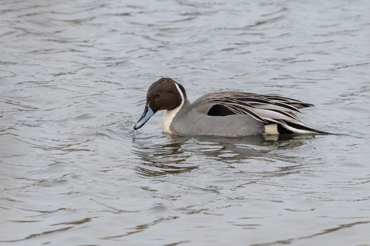 Northern Pintail - ML613287100