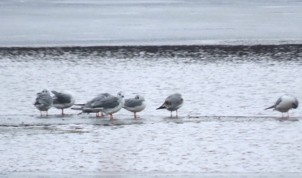 Bonaparte's Gull - ML613287264