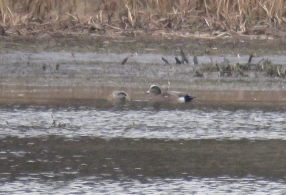 American Wigeon - ML613287270