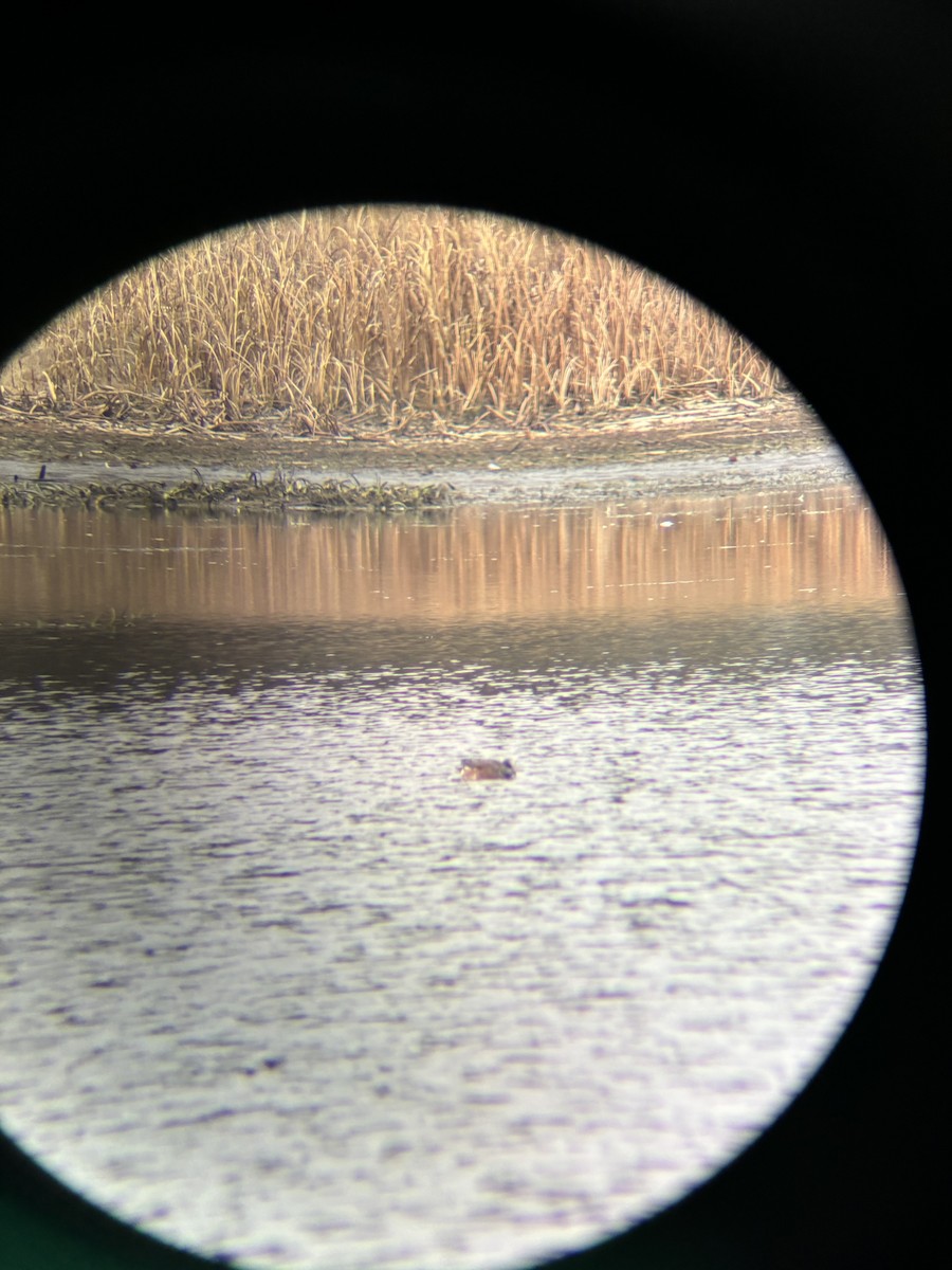 American Wigeon - Will Whitmore