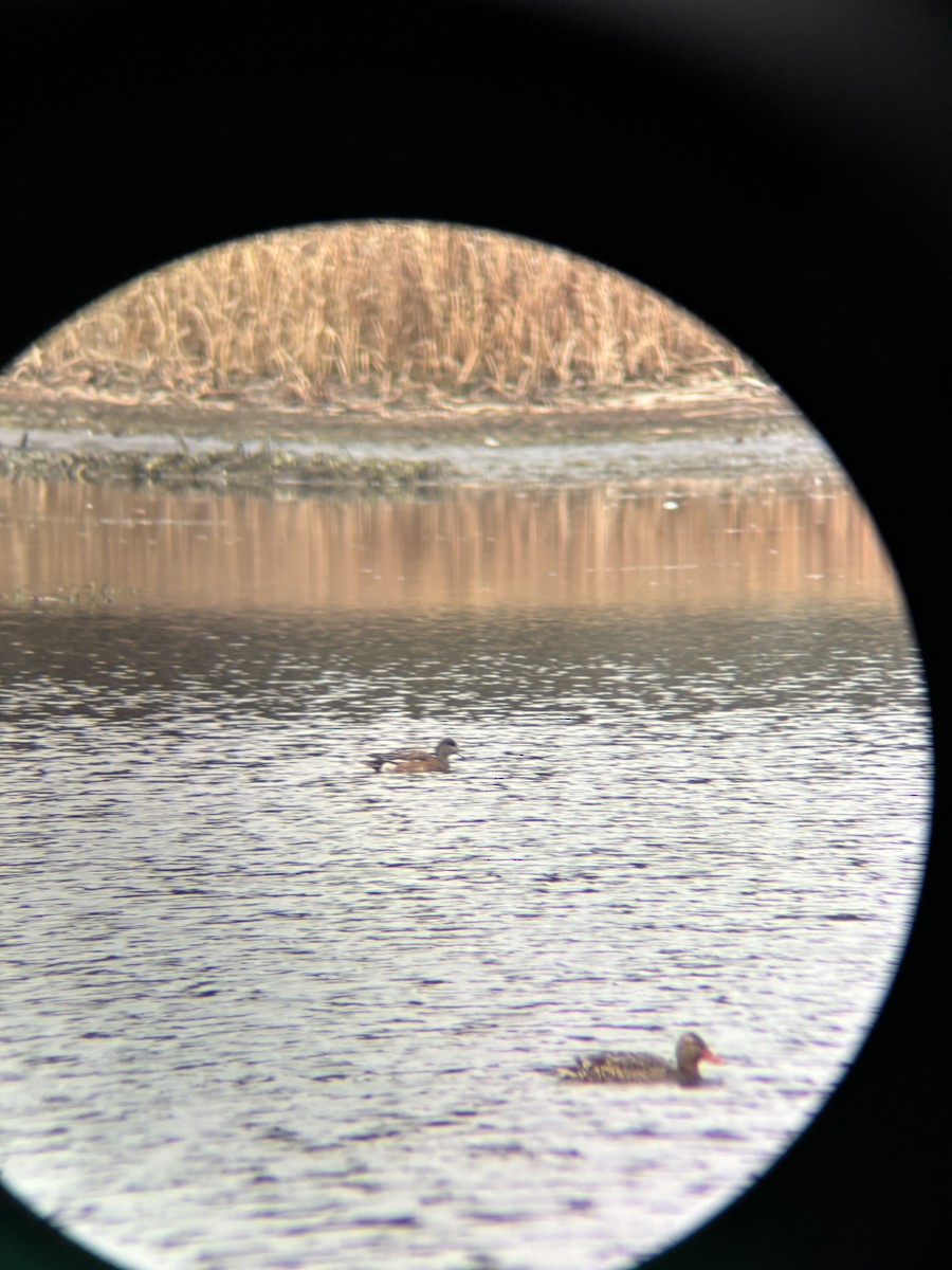 American Wigeon - ML613287285