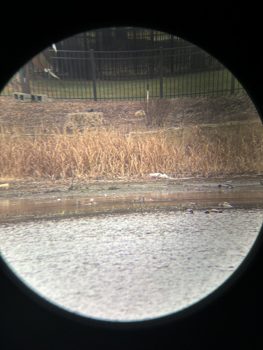 American Wigeon - Will Whitmore