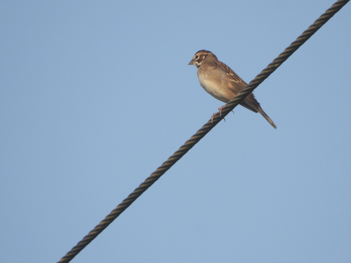 Lark Sparrow - ML613287304