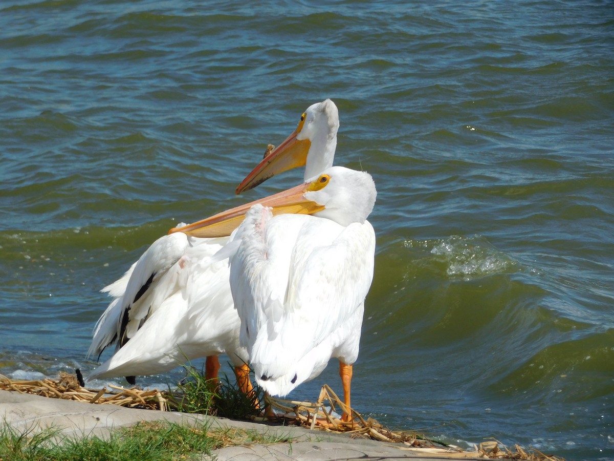 American White Pelican - Marie Hoerner