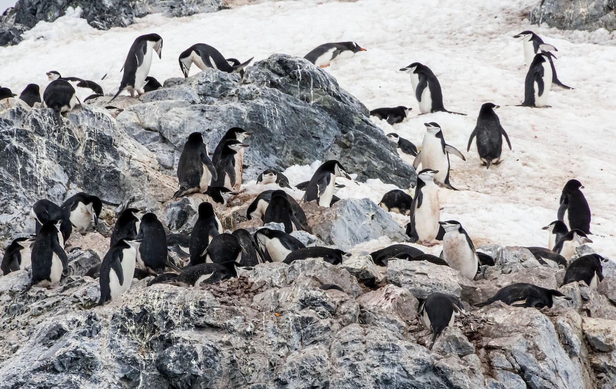 Chinstrap Penguin - ML613287453