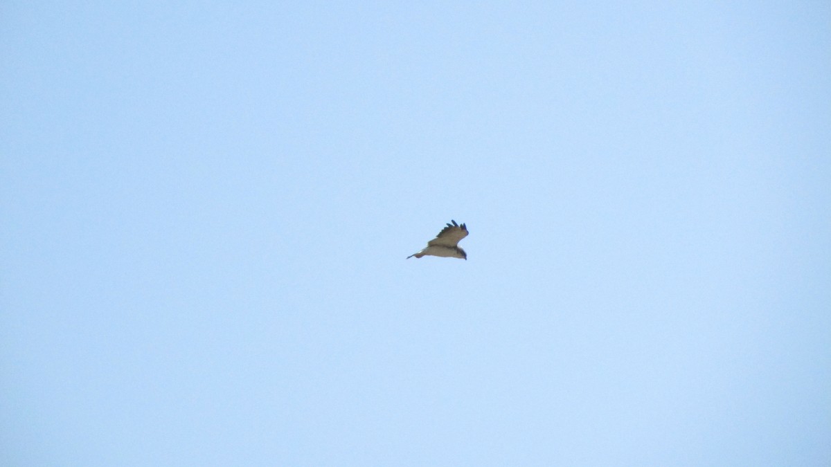 Variable Hawk - ML613287455