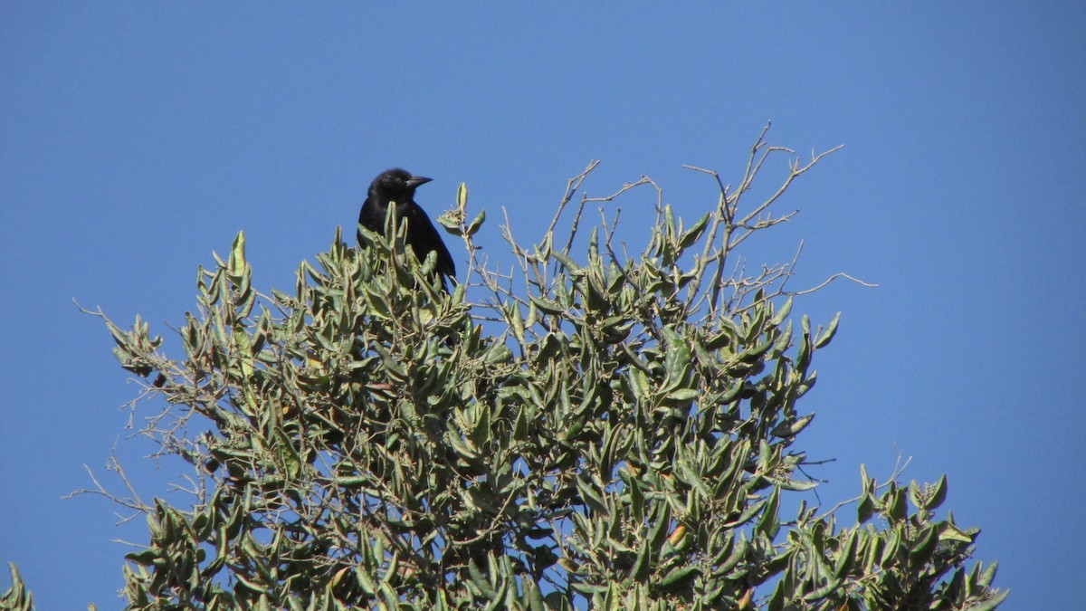 Austral Blackbird - ML613287467