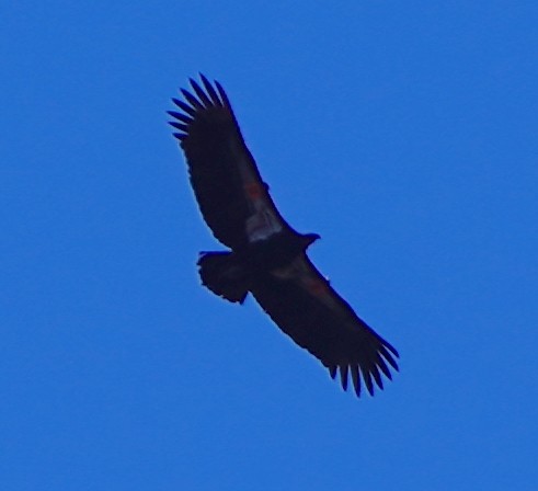 Condor de Californie - ML613287479