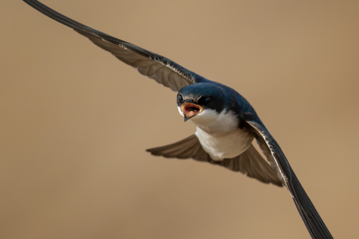 Tree Swallow - ML613287573