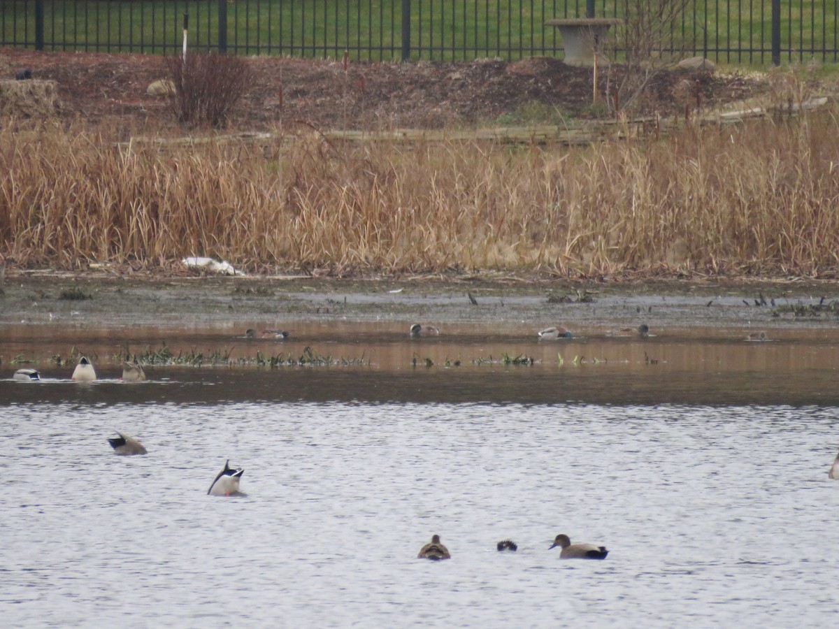 American Wigeon - ML613287618