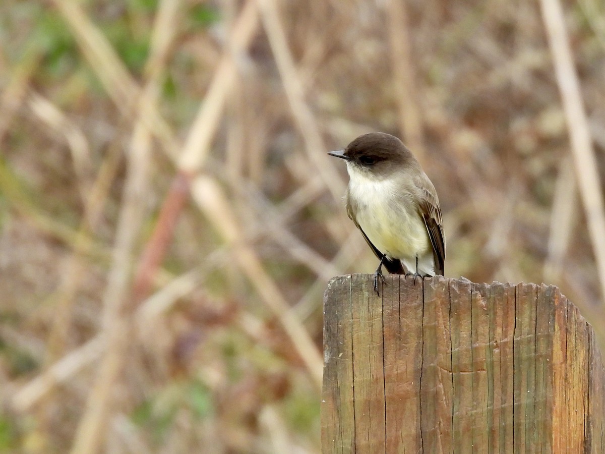 Eastern Phoebe - Steve Bielamowicz