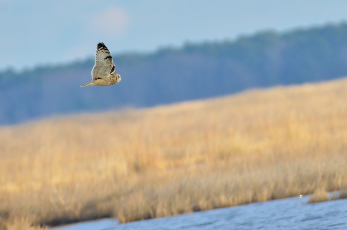 Short-eared Owl (Northern) - Roshan Vignarajah