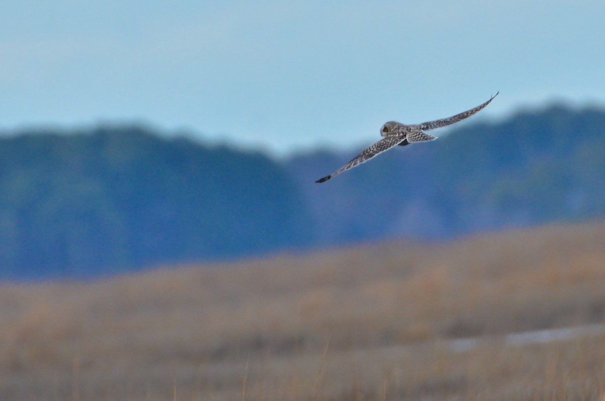 Short-eared Owl (Northern) - ML613287710