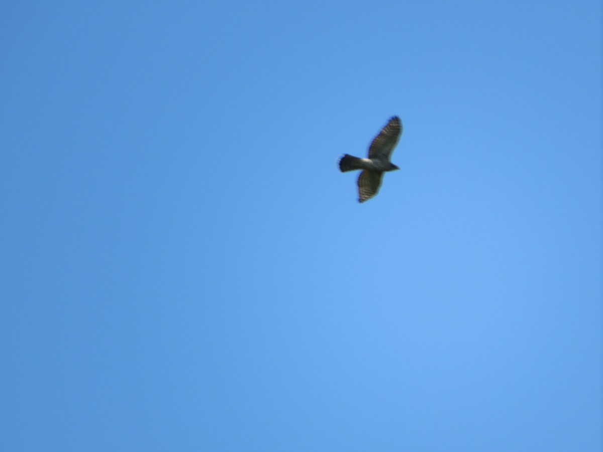 American Goshawk - Avery Blumenthal