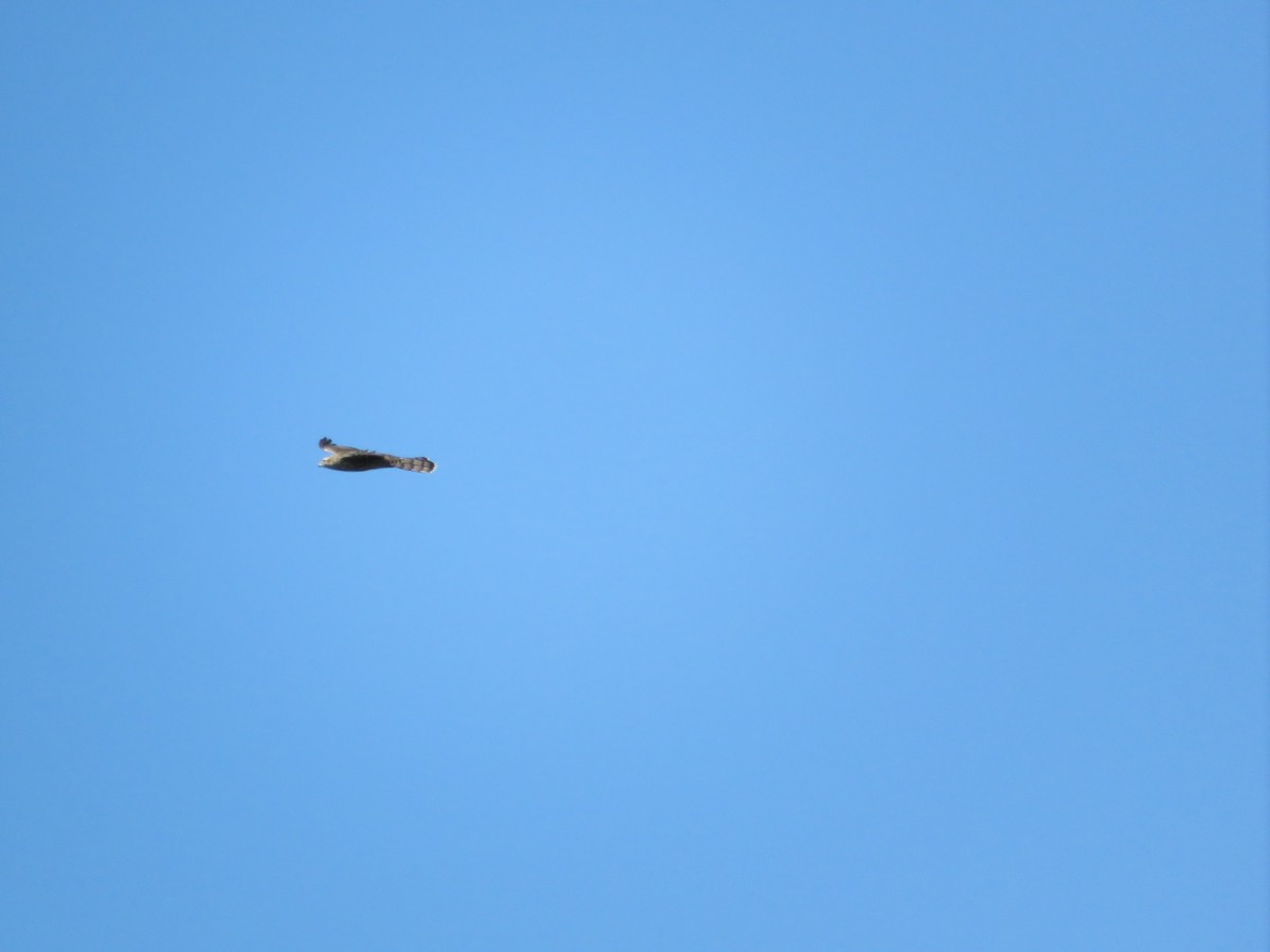 American Goshawk - Avery Blumenthal