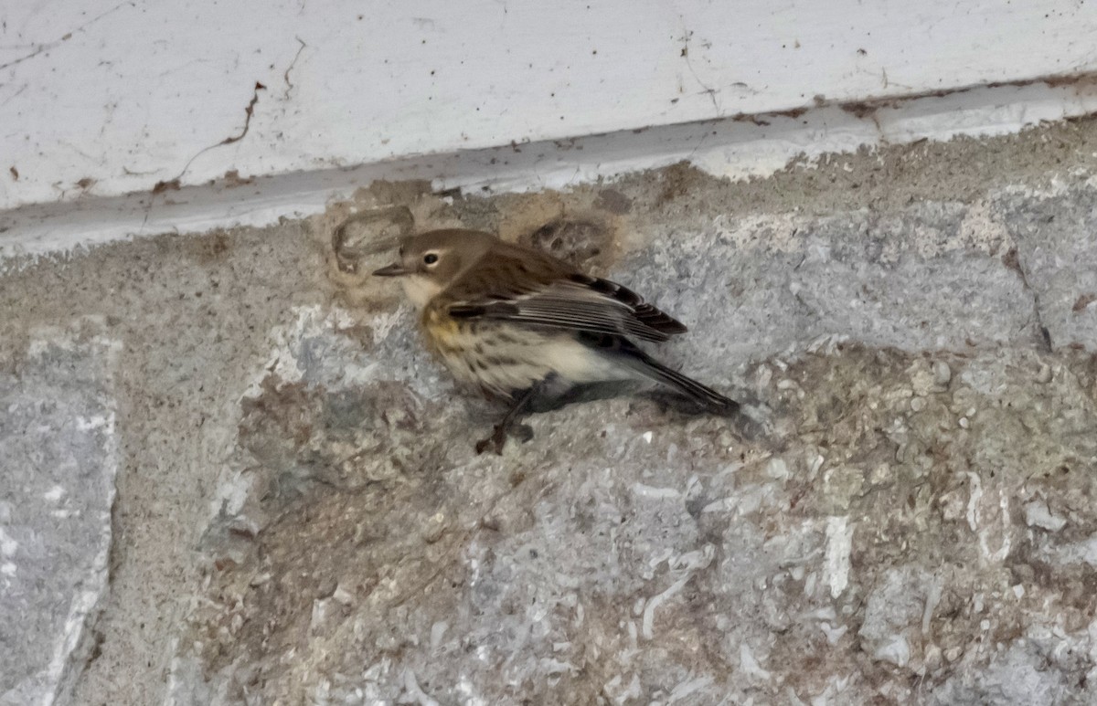 Yellow-rumped Warbler - ML613287788