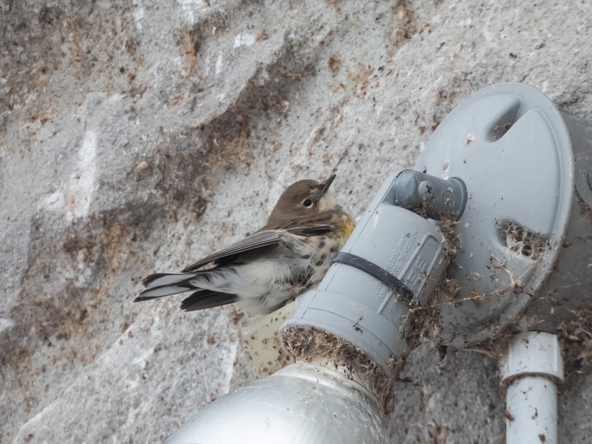 Yellow-rumped Warbler - ML613287789