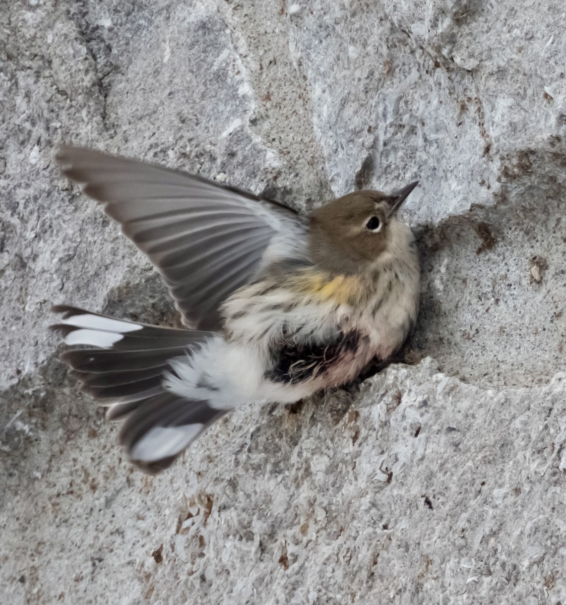 Yellow-rumped Warbler - ML613287790