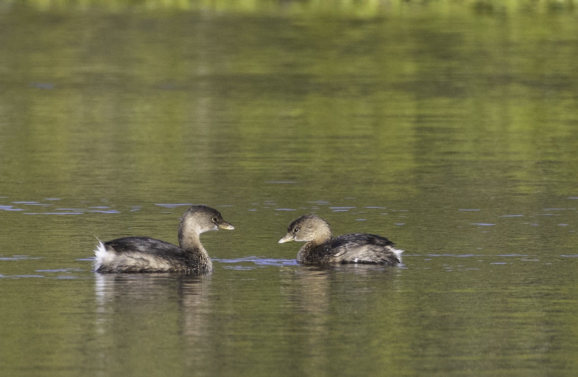 Pied-billed Grebe - ML613287805