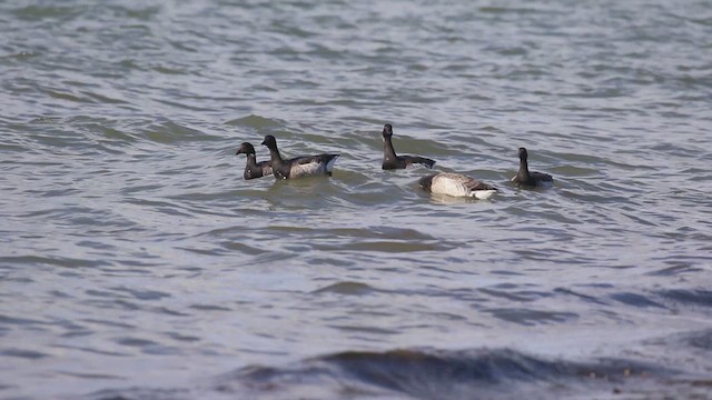 Brant (Atlantic) - ML613287806