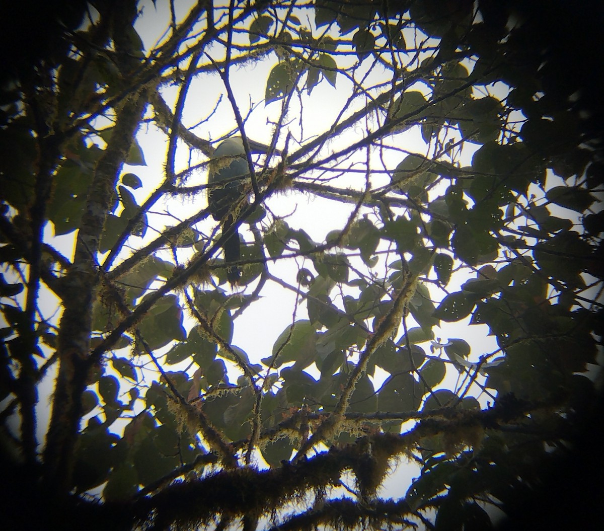 Black-billed Mountain-Toucan - ML613287814