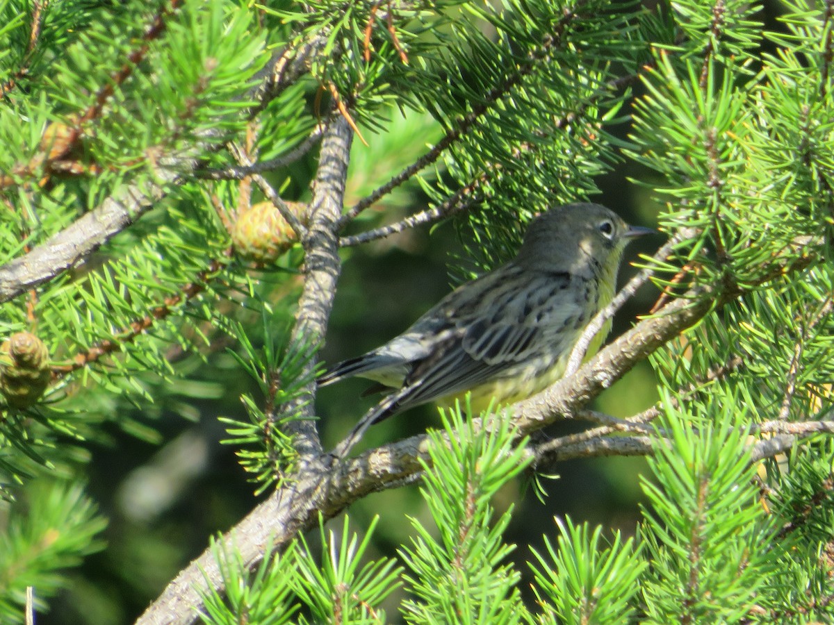 Kirtland's Warbler - Avery Blumenthal