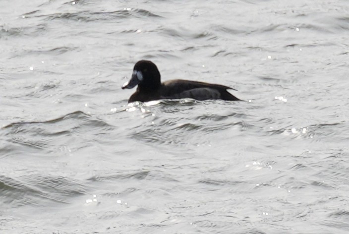 Greater Scaup - ML613287848
