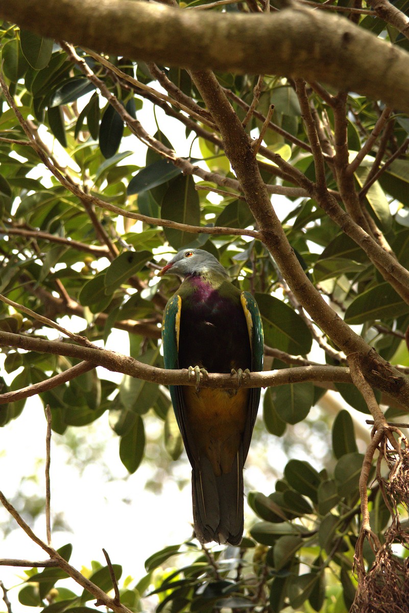 Wompoo Fruit-Dove - ML613287858